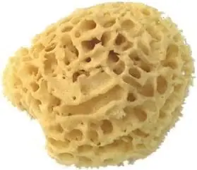 Echter Naturschwamm, Ø 15 cm Neu Im Sortiment
