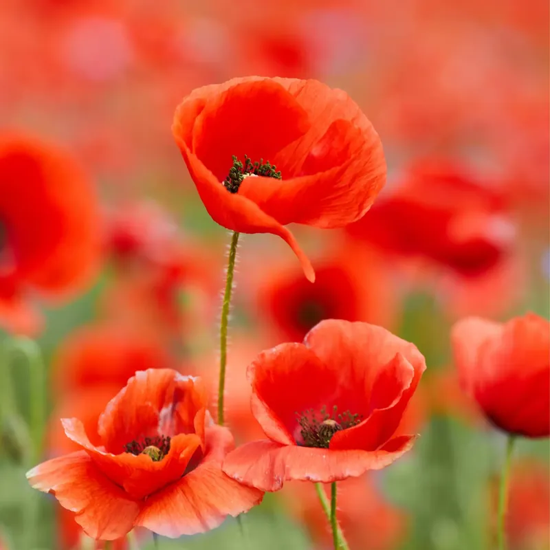 Billig Poppy - Candle fragrance oil