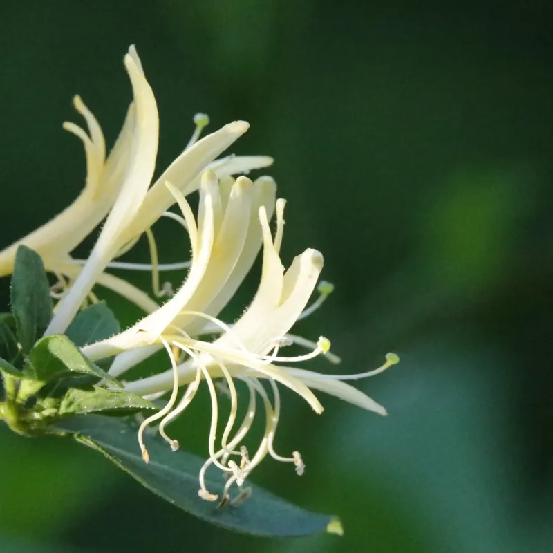 Honeysuckle - Candle fragrance oil Günstig