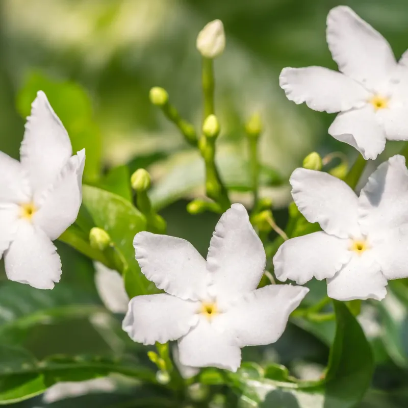 Saisonangebot Jasmine - Candle fragrance oil