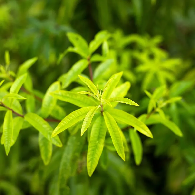 Aktuell Verbena - Candle fragrance oil
