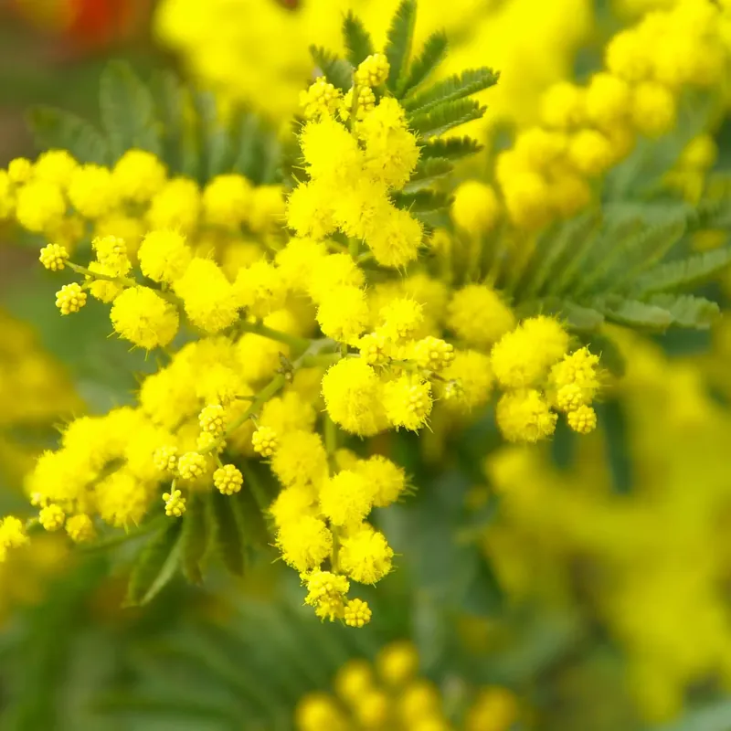 Schneller Versand Mimosa - Candle fragrance oil