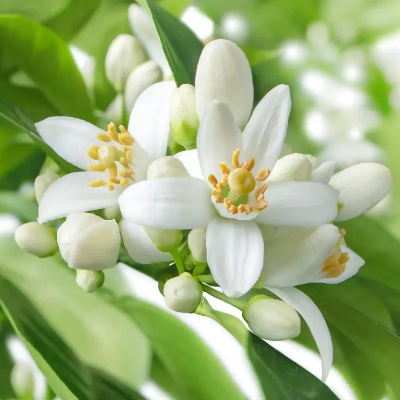 Online Kaufen Neroli - Candle fragrance oil