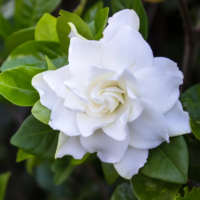 Gardenia - Candle fragrance oil Kracherpreis