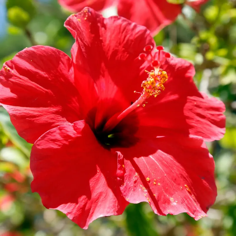 Hibiscus - Candle fragrance oil Jetzt Kaufen