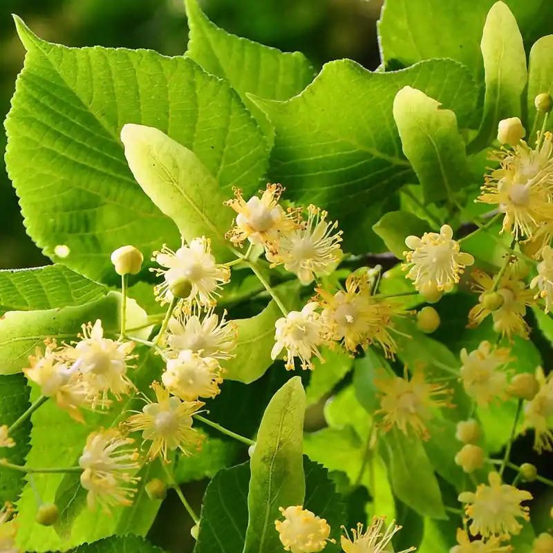 Linden - Candle fragrance oil Knallerangebot