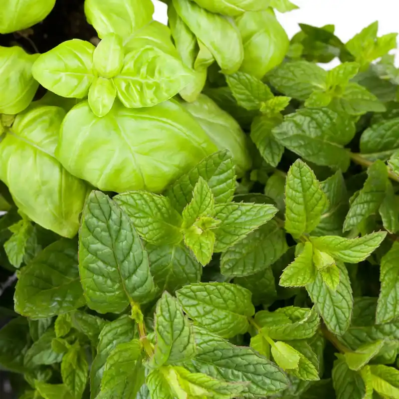 Begrenztes Angebot Mint and basil - Candle fragrance oil