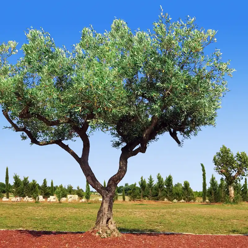 Olive wood - Candle fragrance oil Online Kaufen