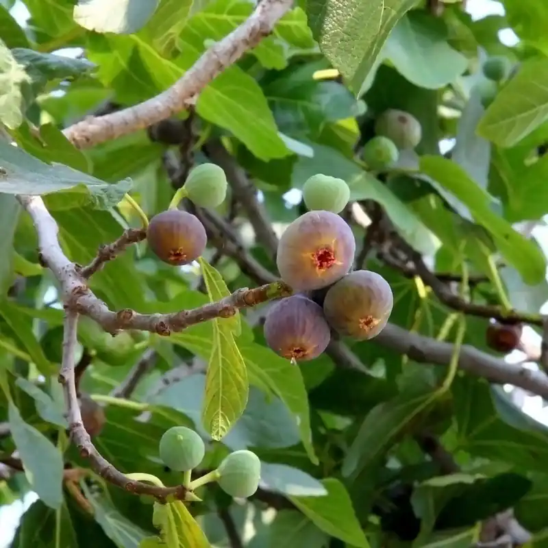Fig leaves - Candle fragrance oil Kracherpreis