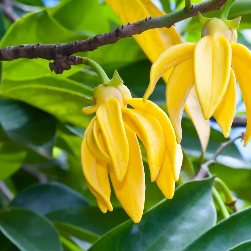 Kracherpreis Ylang ylang - Candle fragrance oil