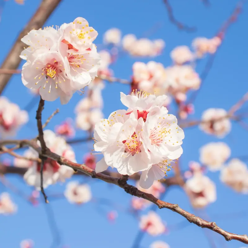 Apricot blossom - Candle fragrance oil Preisknaller
