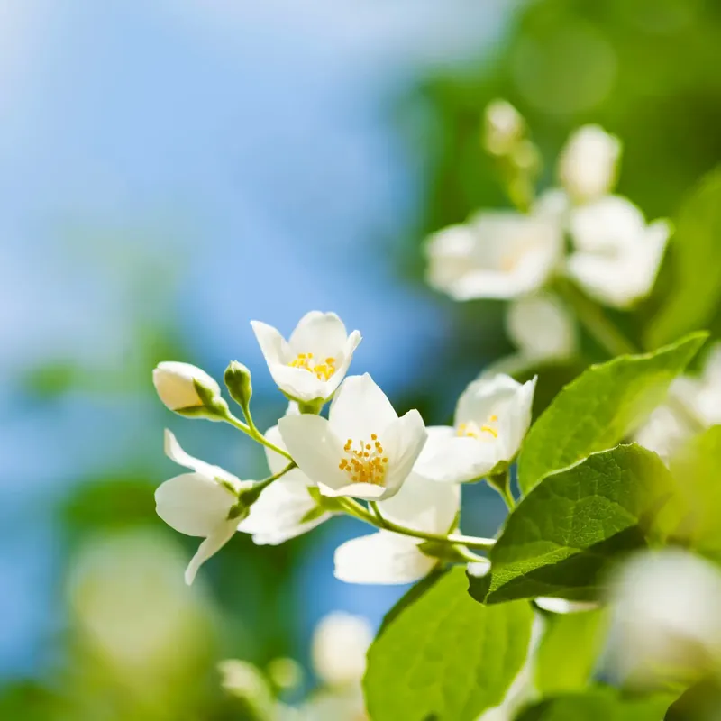 Rabatt Summer jasmine - Candle fragrance oil