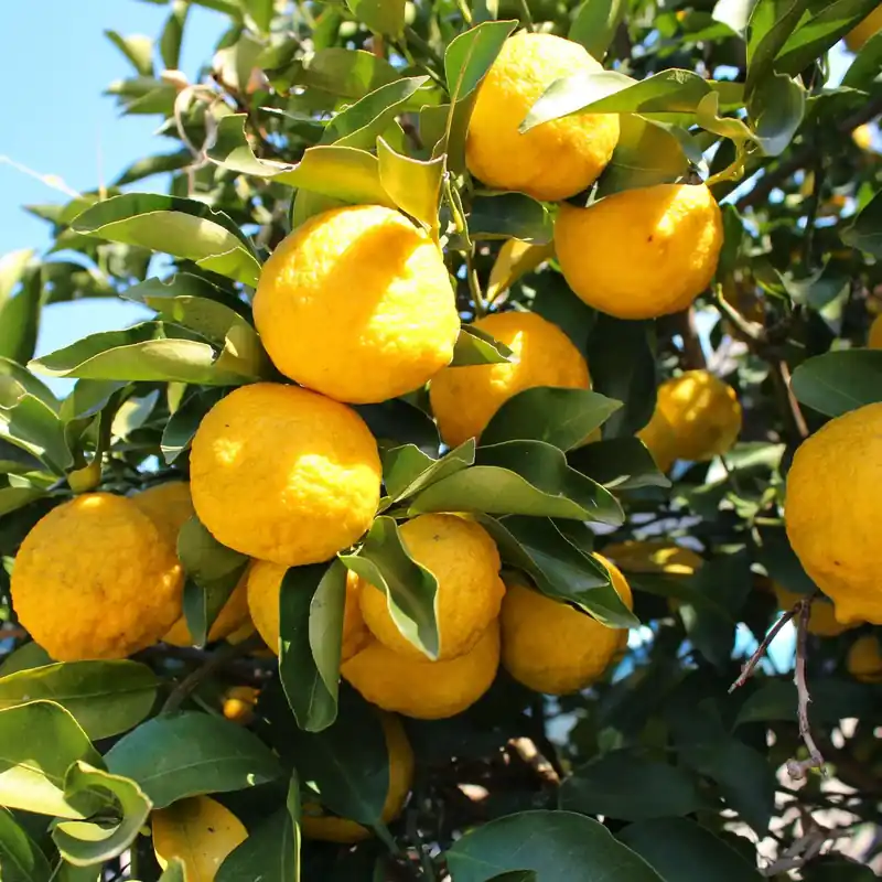 Sichere Zahlung Yuzu - Candle fragrance oil