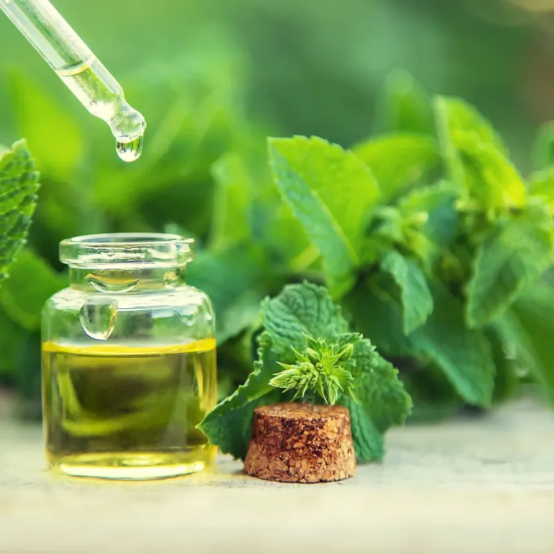 Peppermint - Candle fragrance oil Online Kaufen