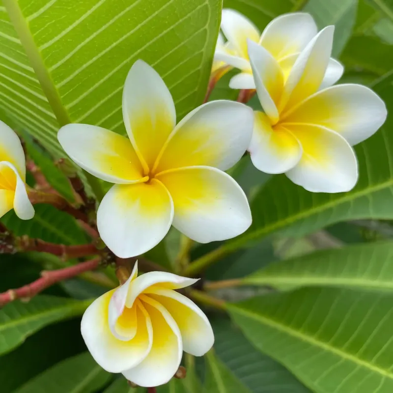 Frangipani Ornat - Candle fragrance oil Abverkauf