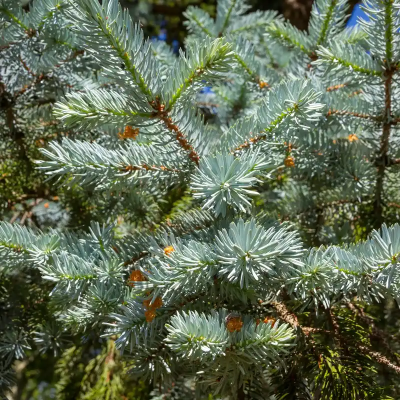 Cedar of Lebanon - Candle fragrance oil Online Kaufen