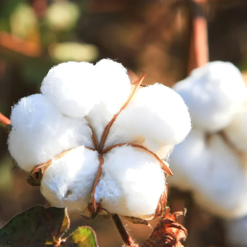 Direkt Vom Hersteller Cotton purity - Mist fragrance
