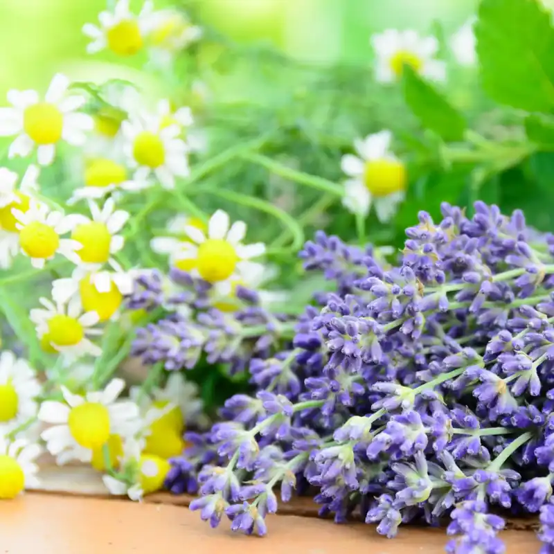 Relaxing lavender and chamomile - Mist fragrance Knallerangebot