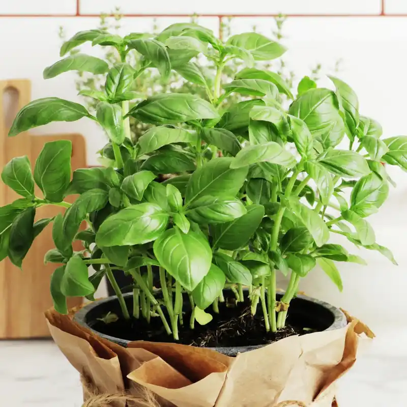 Echt Fresh basil - Candle fragrance oil