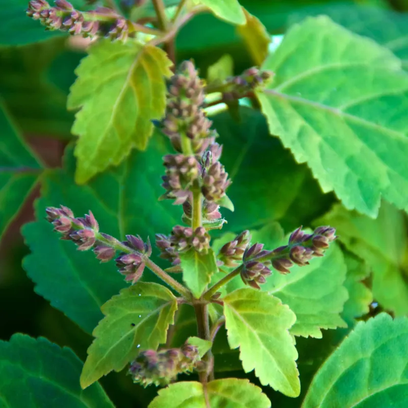 Markenprodukt Precious patchouli - Mist fragrance